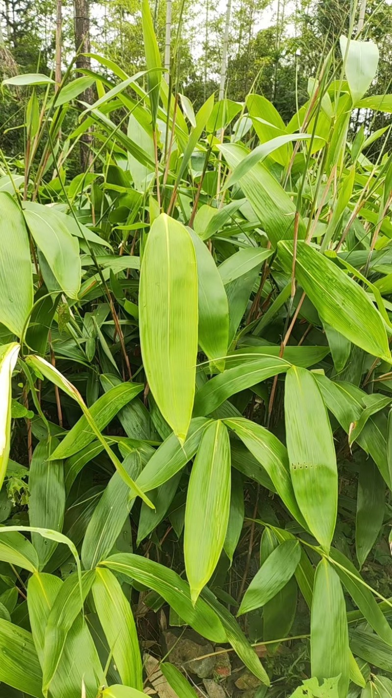 江西吉安鲜粽叶，大量供应量大从优欢迎采购