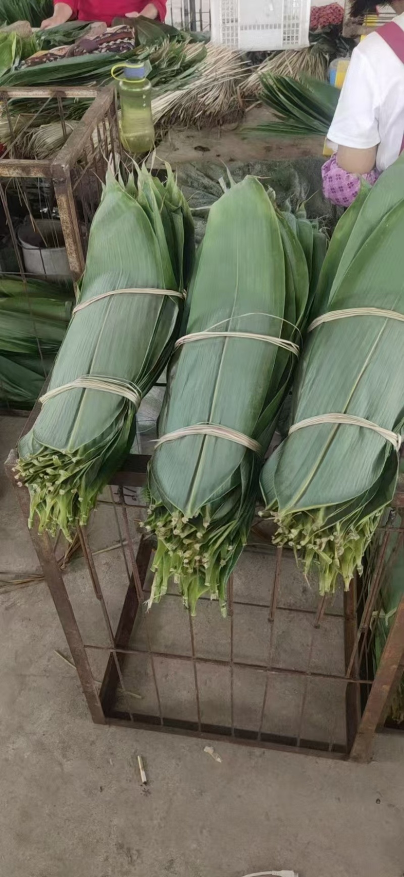 江西吉安鲜粽叶，大量供应量大从优欢迎采购