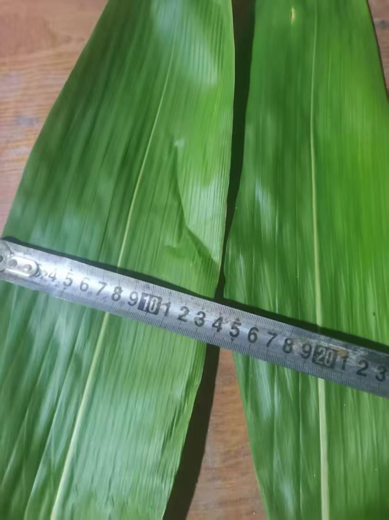 江西吉安鲜粽叶，大量供应量大从优欢迎采购