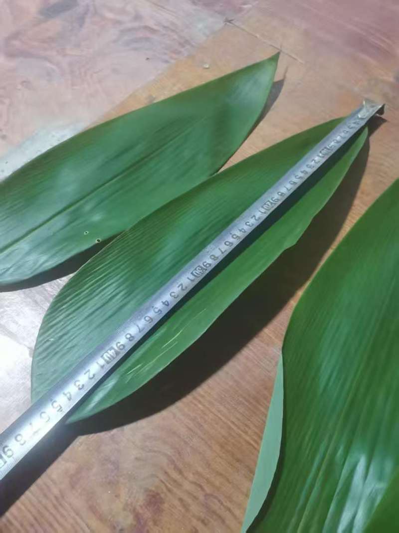 江西吉安鲜粽叶，大量供应量大从优欢迎采购
