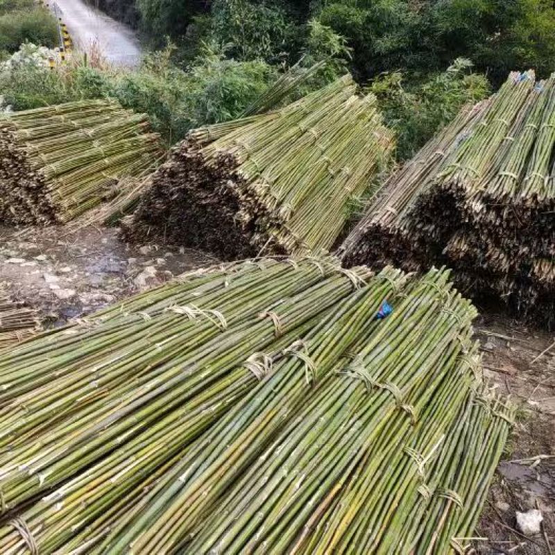 自有几万亩竹林，长年大量供应：黄金竹，毛竹，排山竹…