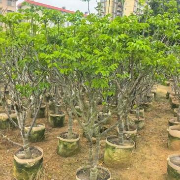 黄皮5-8分