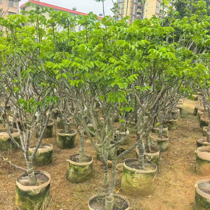 黄皮5-8分