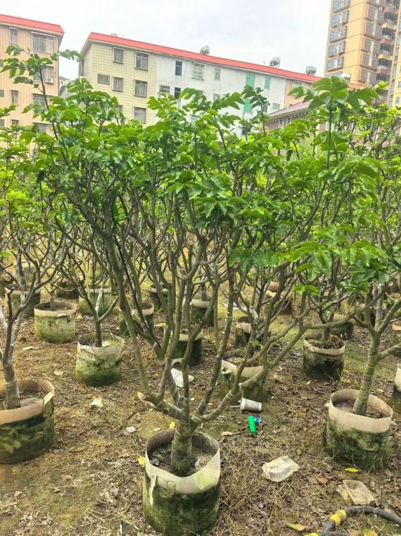 黄皮5-8分