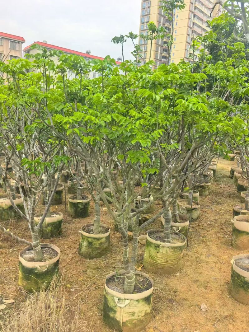 黄皮5-8分