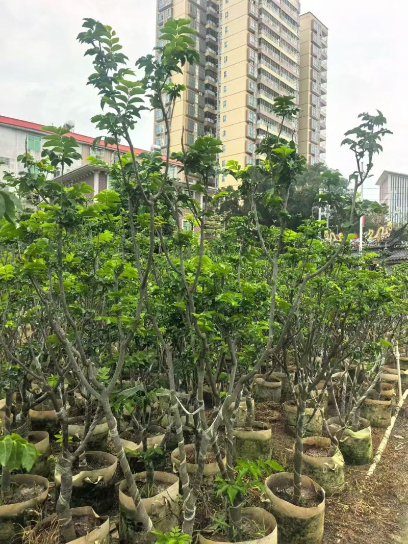 黄皮5-8分