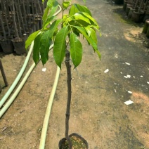 桂味荔枝七斤袋