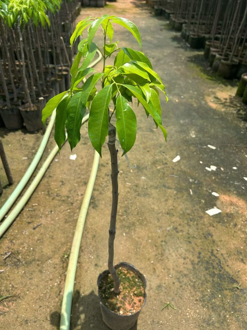 桂味荔枝七斤袋