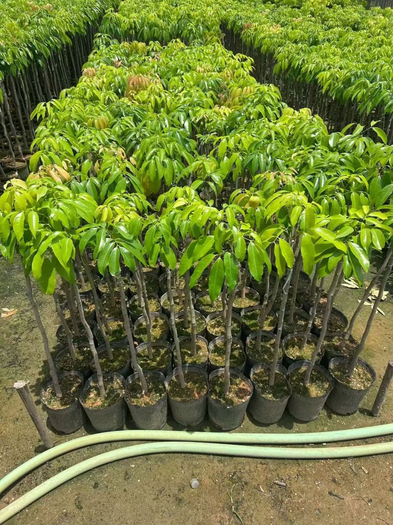 桂味荔枝七斤袋