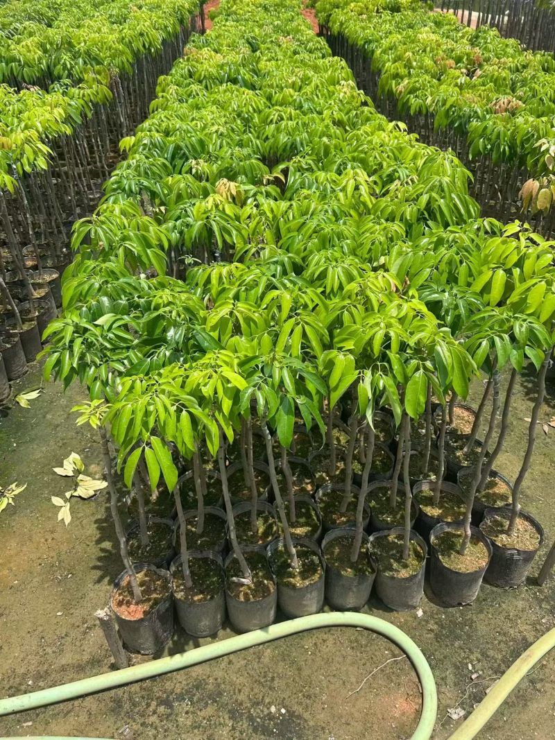 桂味荔枝七斤袋