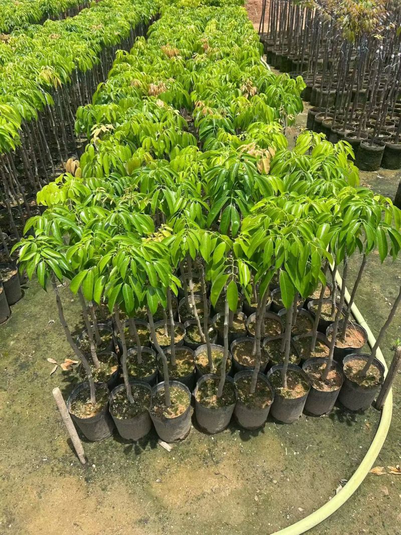 桂味荔枝七斤袋