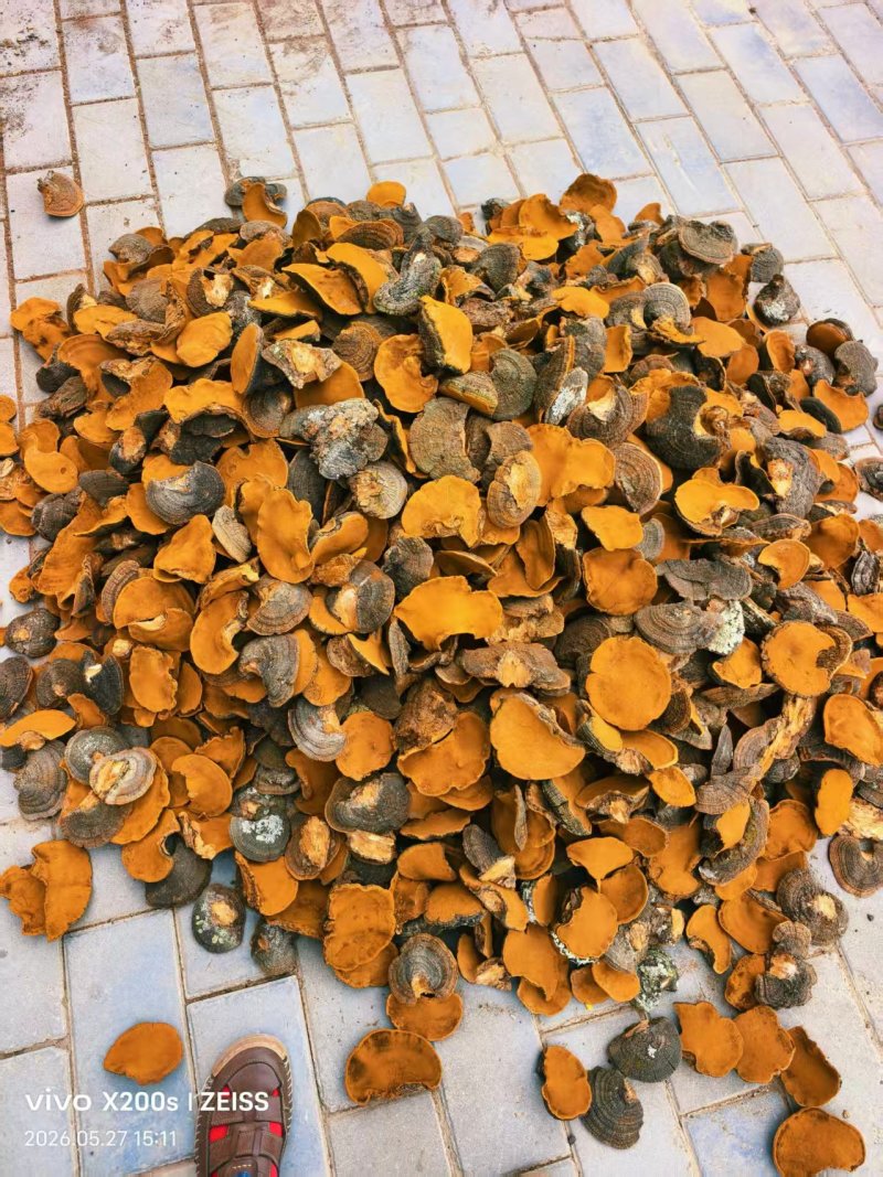 暴马丁香桑黄野生桑黄精品桑黄大量供应欢迎来电采购