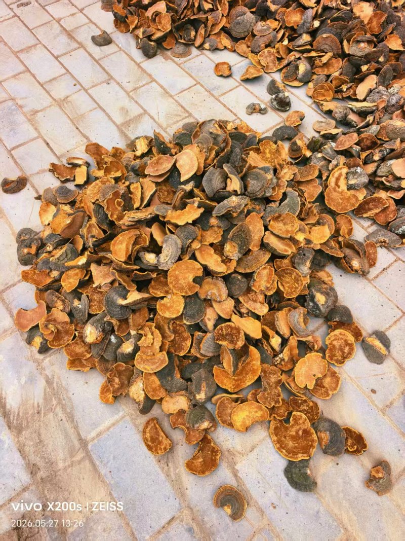 桑黄野生桑黄暴马丁香桑黄大量供应可视频看货欢迎