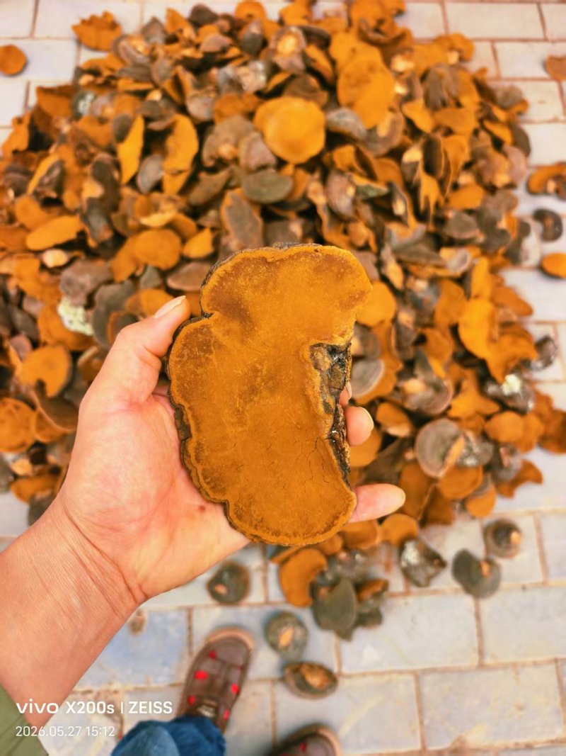桑黄野生桑黄暴马丁香桑黄大量供应可视频看货欢迎