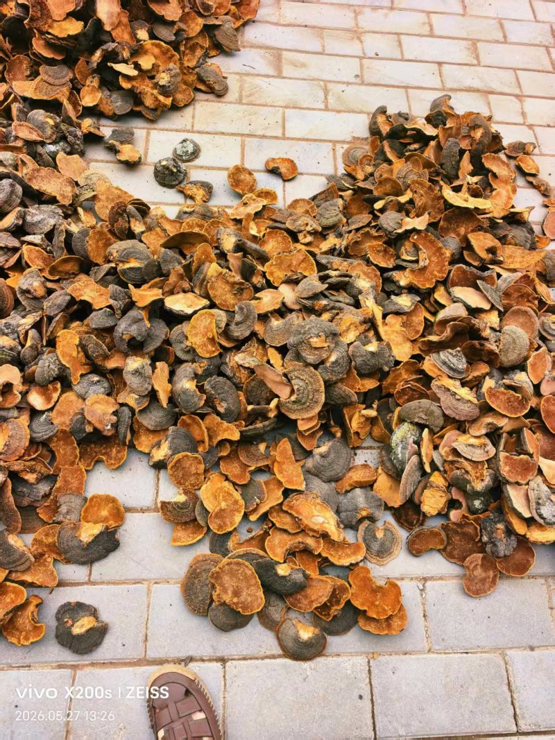 桑黄野生桑黄暴马丁香桑黄大量供应可视频看货欢迎