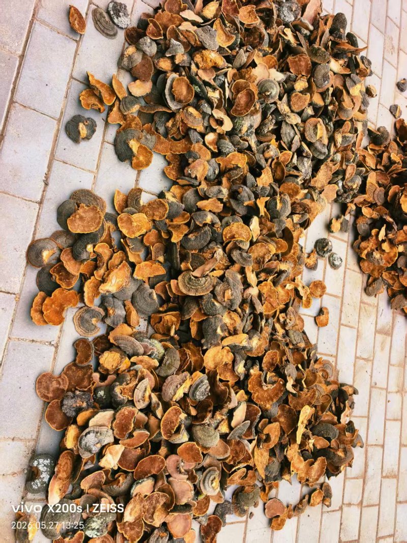 桑黄野生桑黄暴马丁香桑黄大量供应可视频看货欢迎
