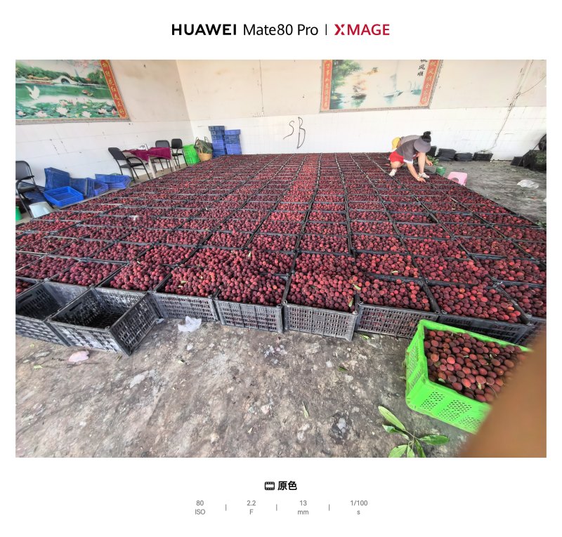 东魁杨梅，工厂果。速冻果、鲜果