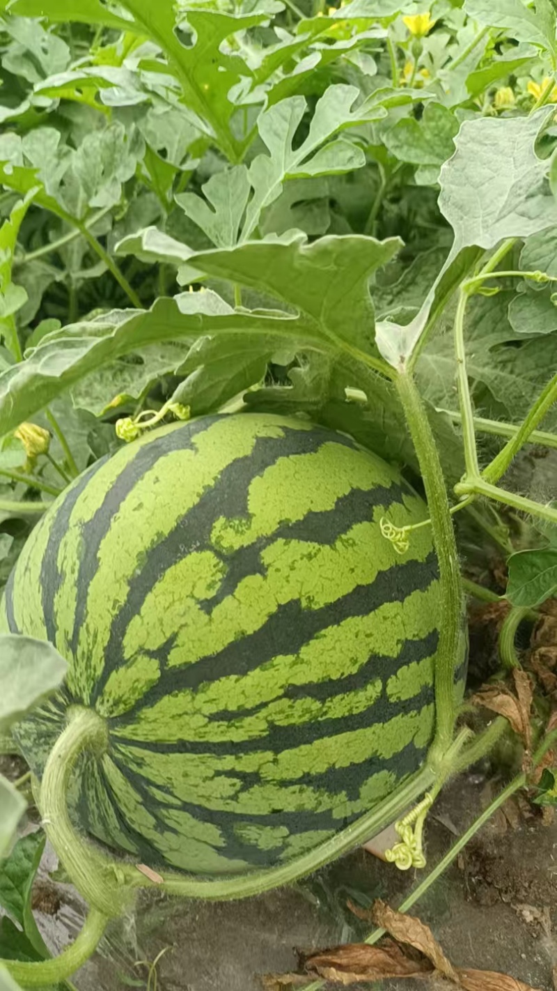 精品麒麟头茬原棚西瓜