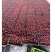 东魁杨梅，工厂果。速冻果、鲜果