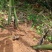 连山笔架山原生态#甜龙笋#水果笋（可生吃）