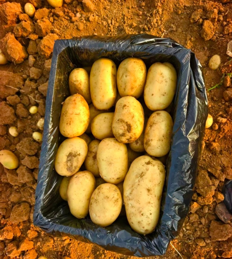 【推荐】通许荷兰十五土豆土豆代办供应市场商超电商一手货源