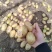 【推荐】通许实验1号土豆土豆代办供应市场商超电商一手货源