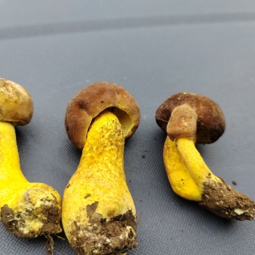 牛肝菌