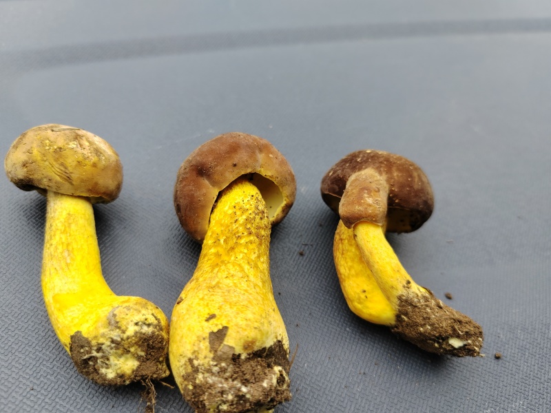 牛肝菌