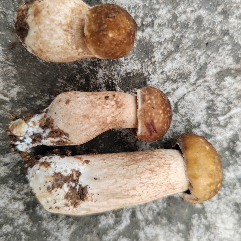 牛肝菌