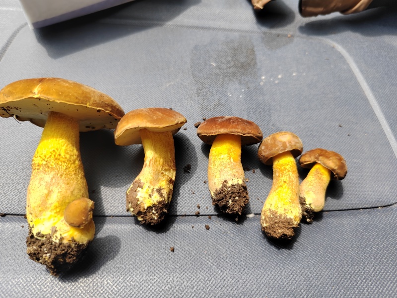 牛肝菌
