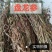 盘龙参中药材货真价实一手货源冷背中药材合作共赢