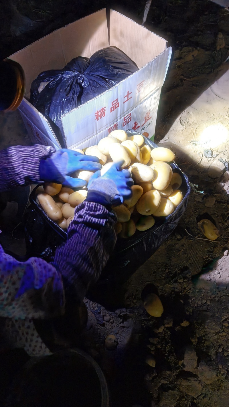 滕州大棚土豆上市，V7沃土荷兰，支持各种规，支持任何包装