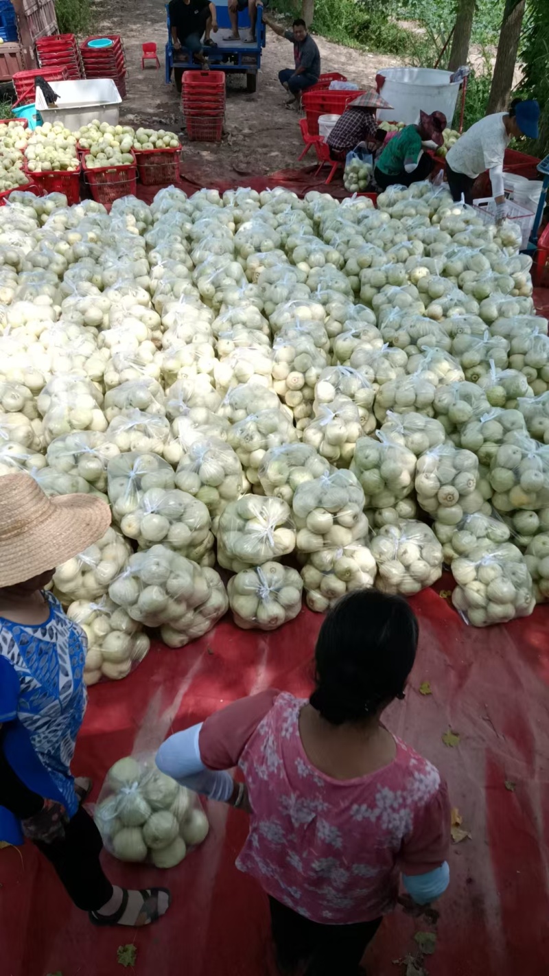 甜宝甜瓜湖北甜瓜产地一手货源口感香甜量大优惠对接全国