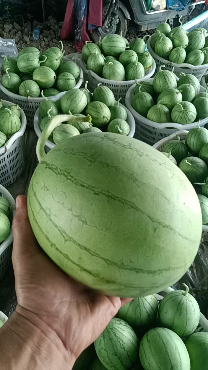 冮夏区大棚西瓜嘉秀西瓜产地直发品质保障对接全国等