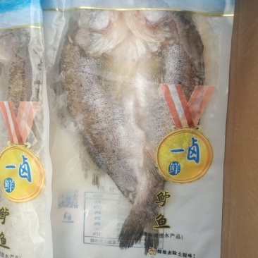 海鲈鱼一卤鲜大量有货电商团购！！！！！！！！！！！！！！