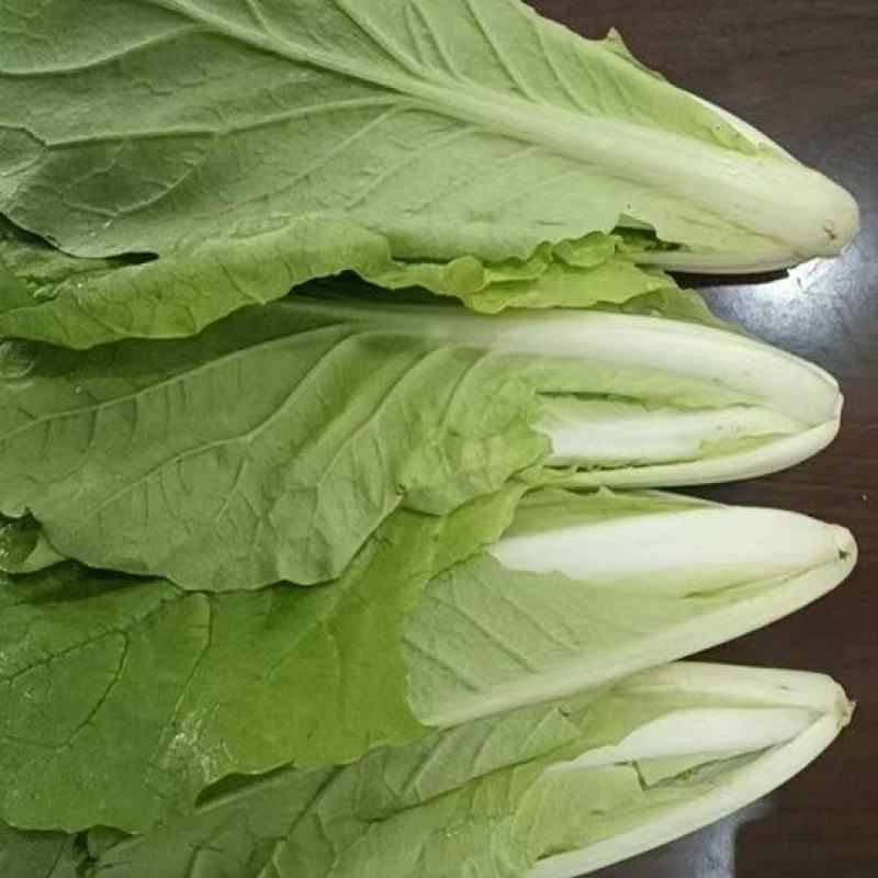 【品质保障】安徽奶白菜基地直供量大优惠可视频看货