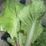 【品质保障】安徽奶白菜基地直供量大优惠可视频看货