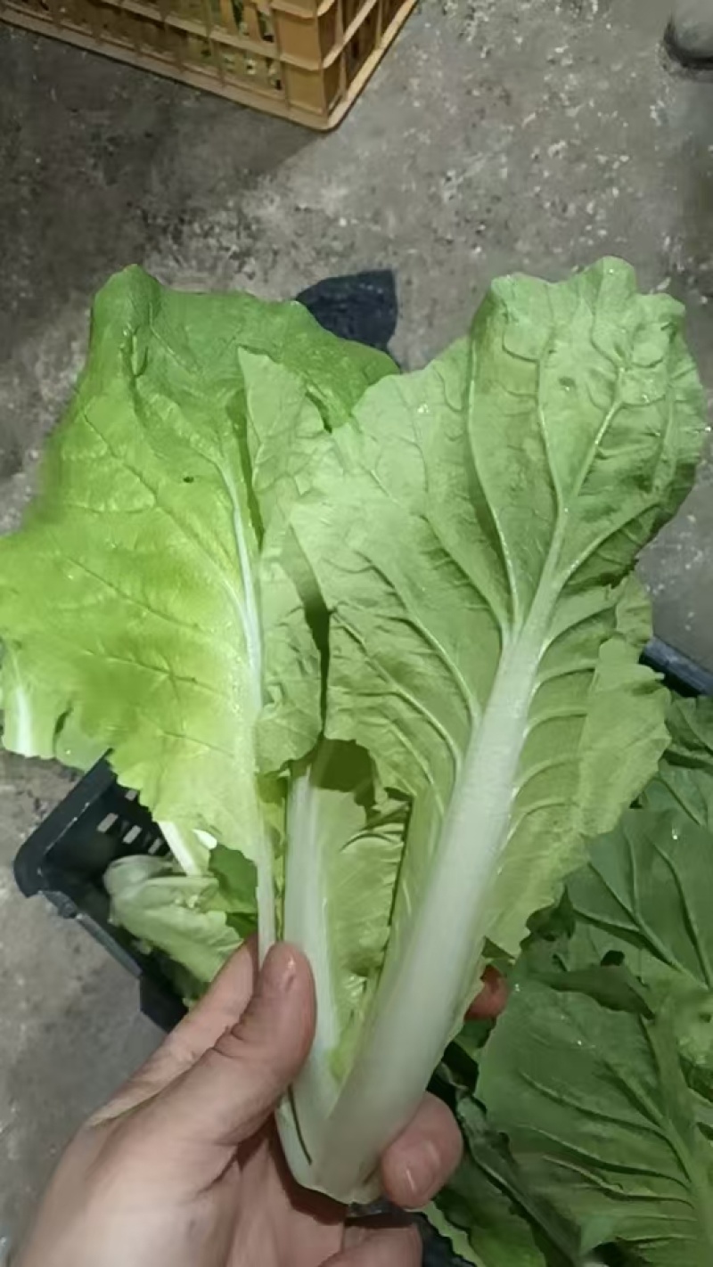【品质保障】安徽奶白菜基地直供量大优惠可视频看货