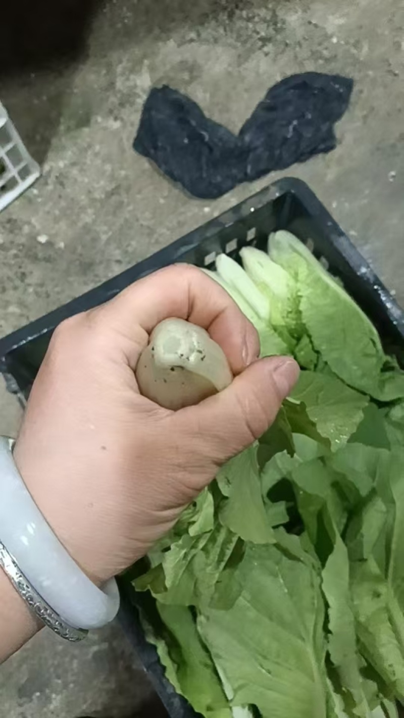 【品质保障】安徽奶白菜基地直供量大优惠可视频看货
