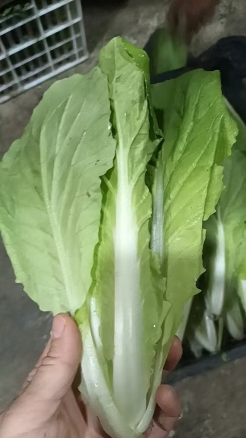 【品质保障】安徽奶白菜基地直供量大优惠可视频看货