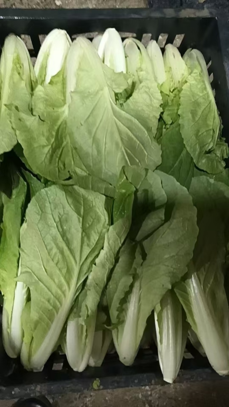 【品质保障】安徽奶白菜基地直供量大优惠可视频看货