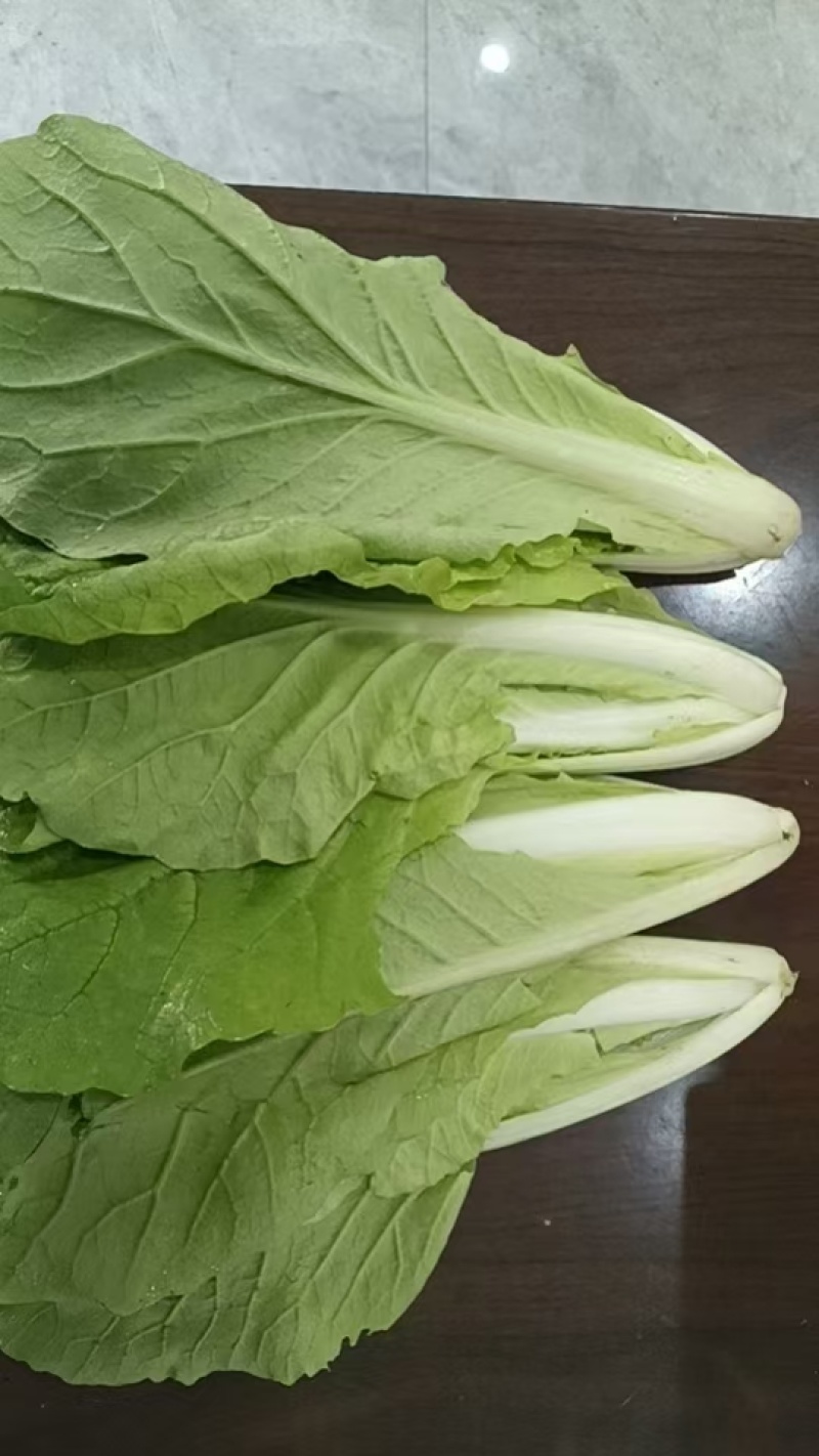 【品质保障】安徽奶白菜基地直供量大优惠可视频看货