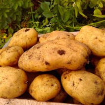 【推荐】通许希森土豆土豆代办供应市场商超电商一手货源