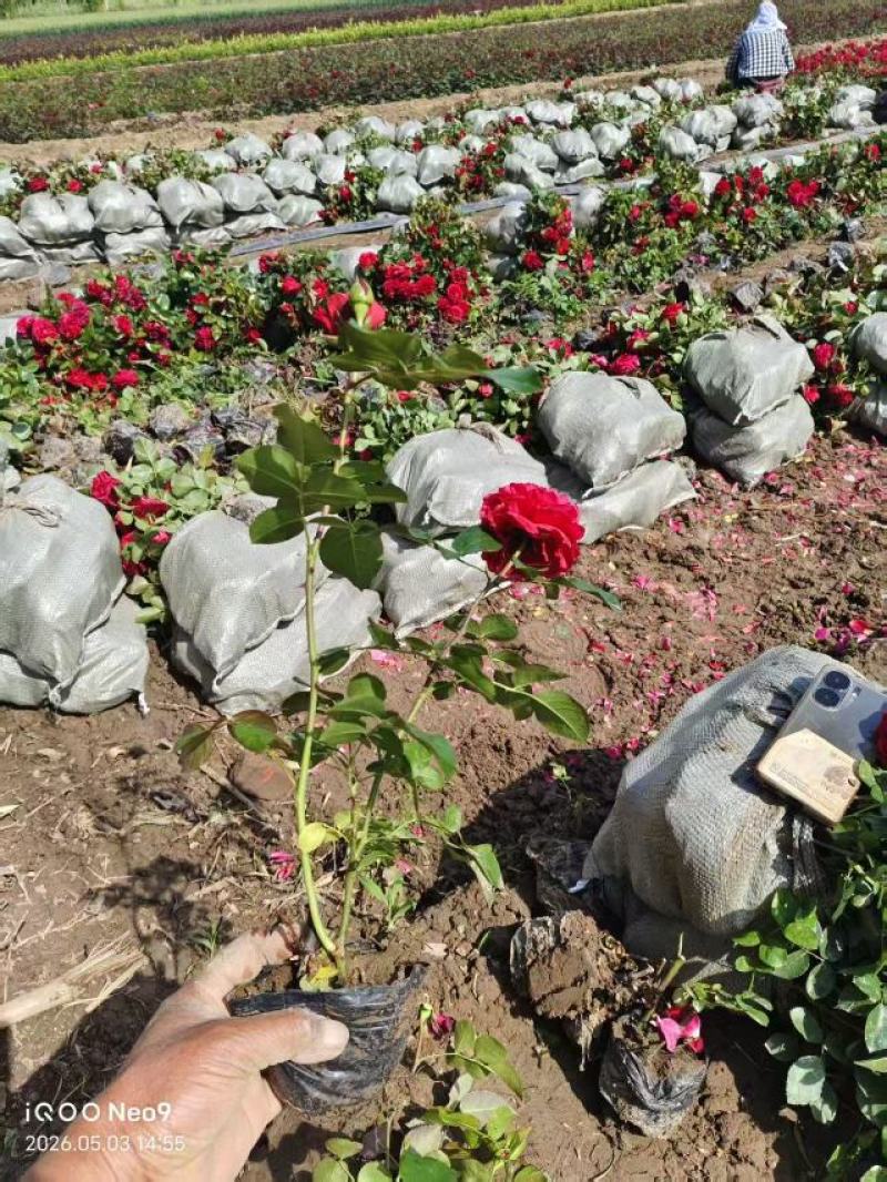 【推荐】河南许昌大花月季规格齐全产地一手货源量大