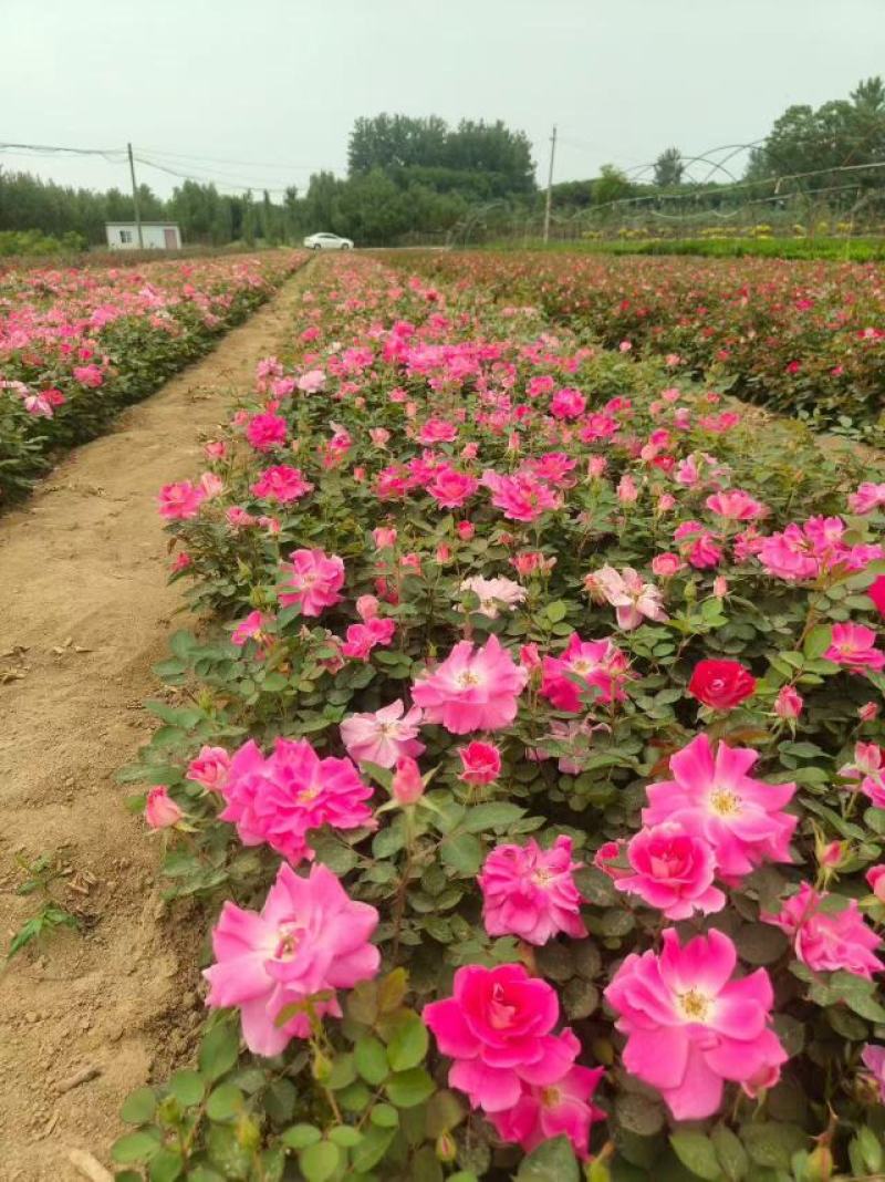 【推荐】河南许昌大花月季规格齐全产地一手货源量大