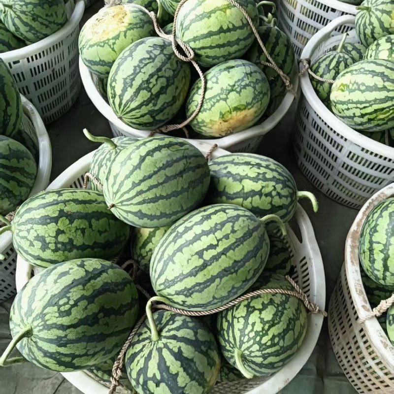 【精选】嘉秀6号西瓜湖北武汉江夏区西瓜质量三包