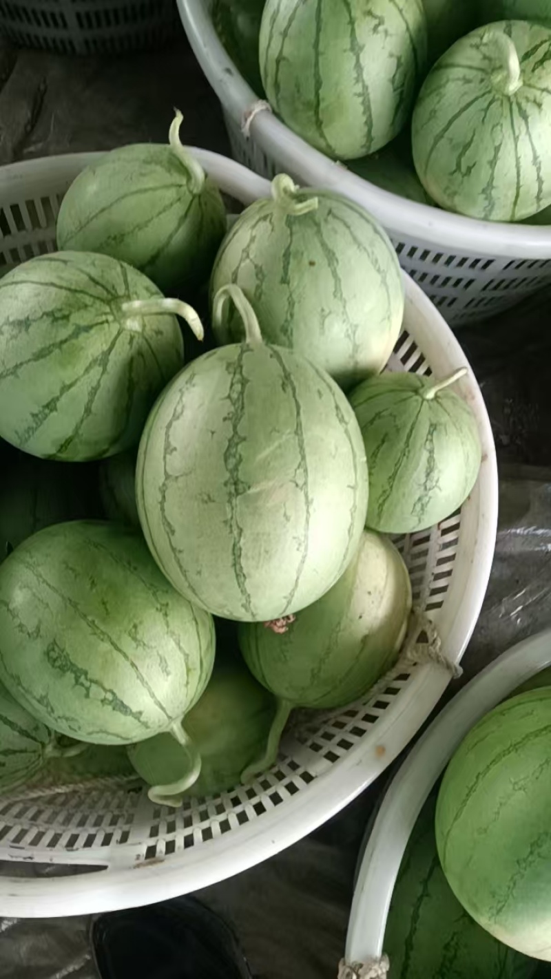 【精选】嘉秀6号西瓜湖北武汉江夏区西瓜质量三包