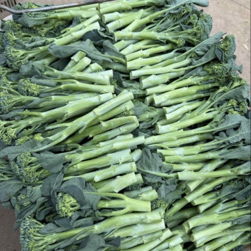 高原生态种植量大从优