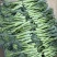 高原生态种植量大从优