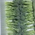高原生态种植量大从优